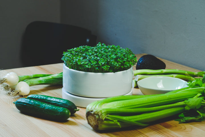 Anzuchtset Tischgarten Gartenkresse ziehen gesund Gemüse Umgebung Mood Bild