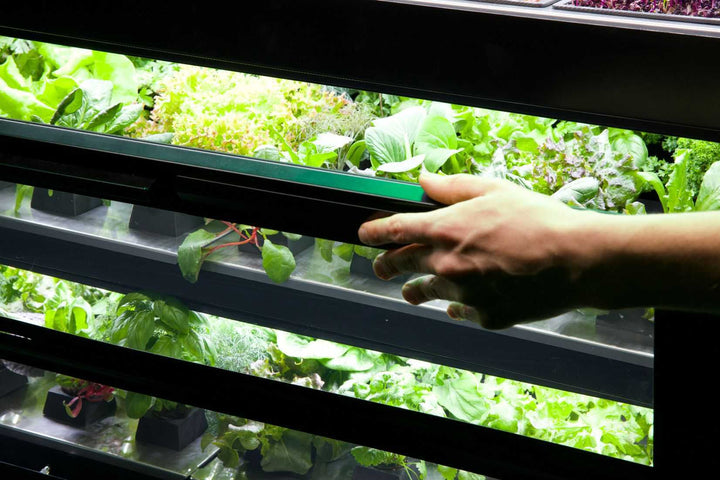 Raumgarten Set | Indoor Vertical Garden Vertikalgarten | Microgreens  Salate Sprossen Kräuter anbauen