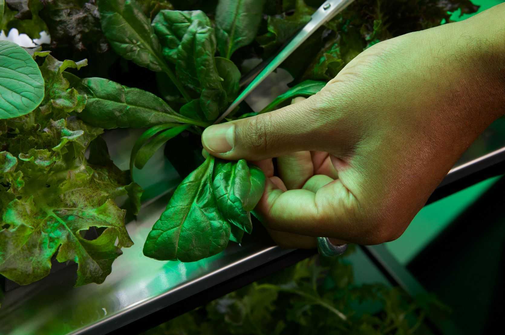 Indoor Garten 96 Ernten pro Monat Salate, Kräuter, Microgreens SET