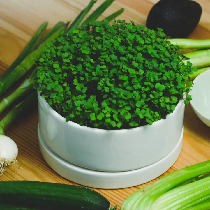 Microgreens: Die frische und unkomplizierte Alternative our greenery