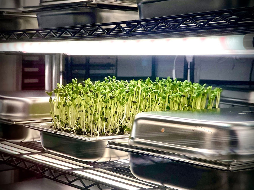 House of Greens- homegrown Microgreens im berliner Café!