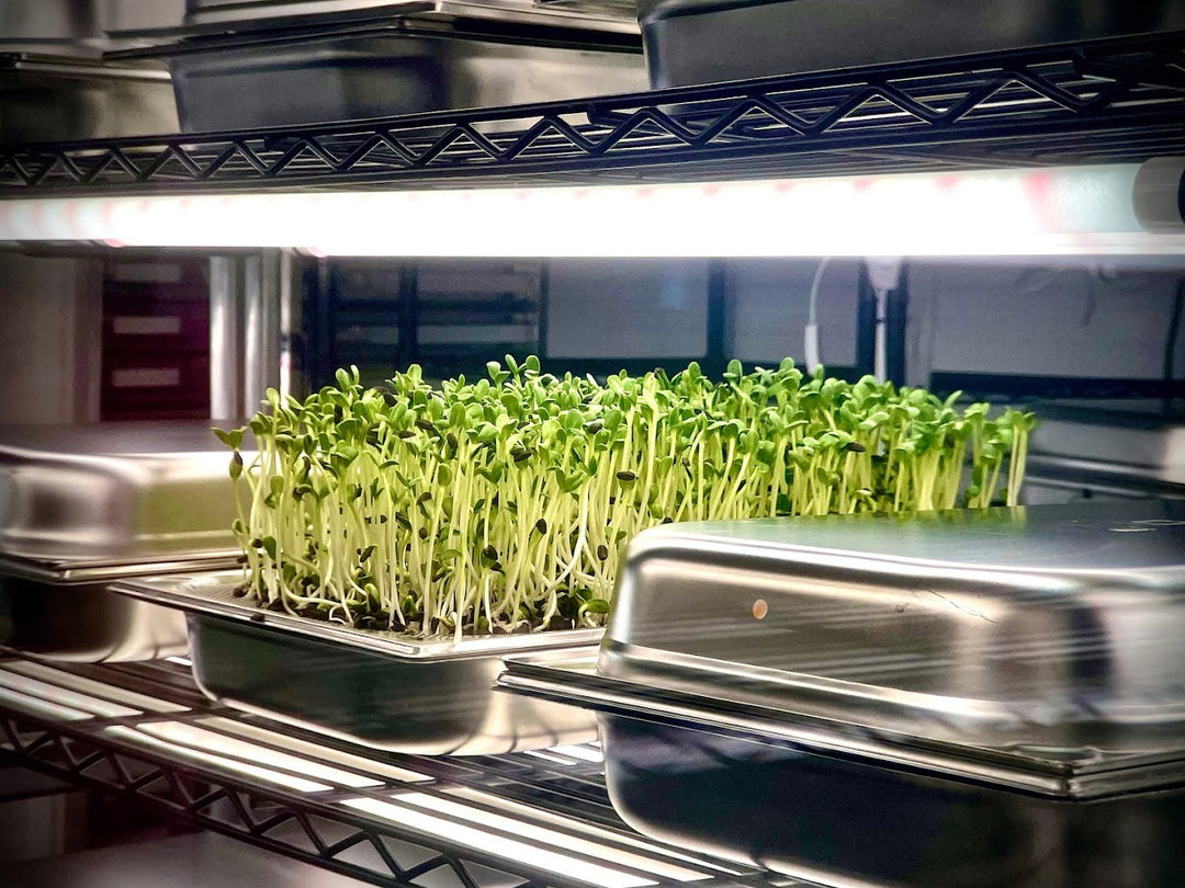House of Greens- homegrown Microgreens im berliner Café!