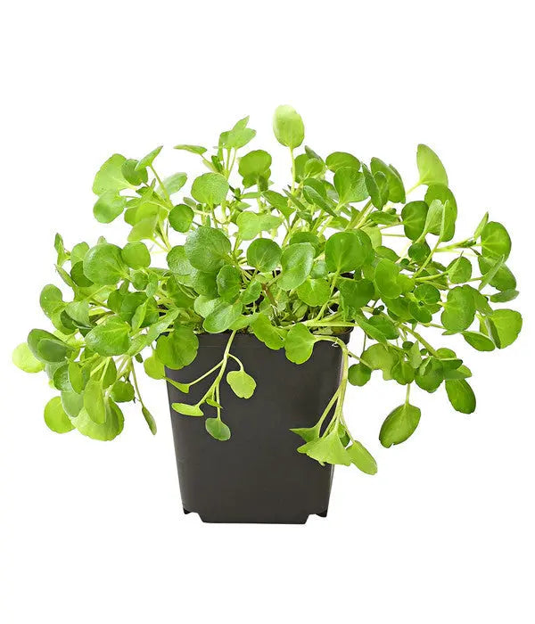 Frische Gartenkresse als nährstoffreichste und alltagstauglichste Kressesorte im Vergleich