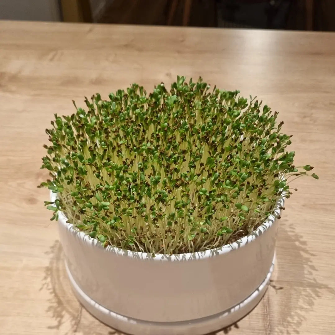 Kleine Unbekannte, großes Potenzial - Alfalfa Sprossen our greenery