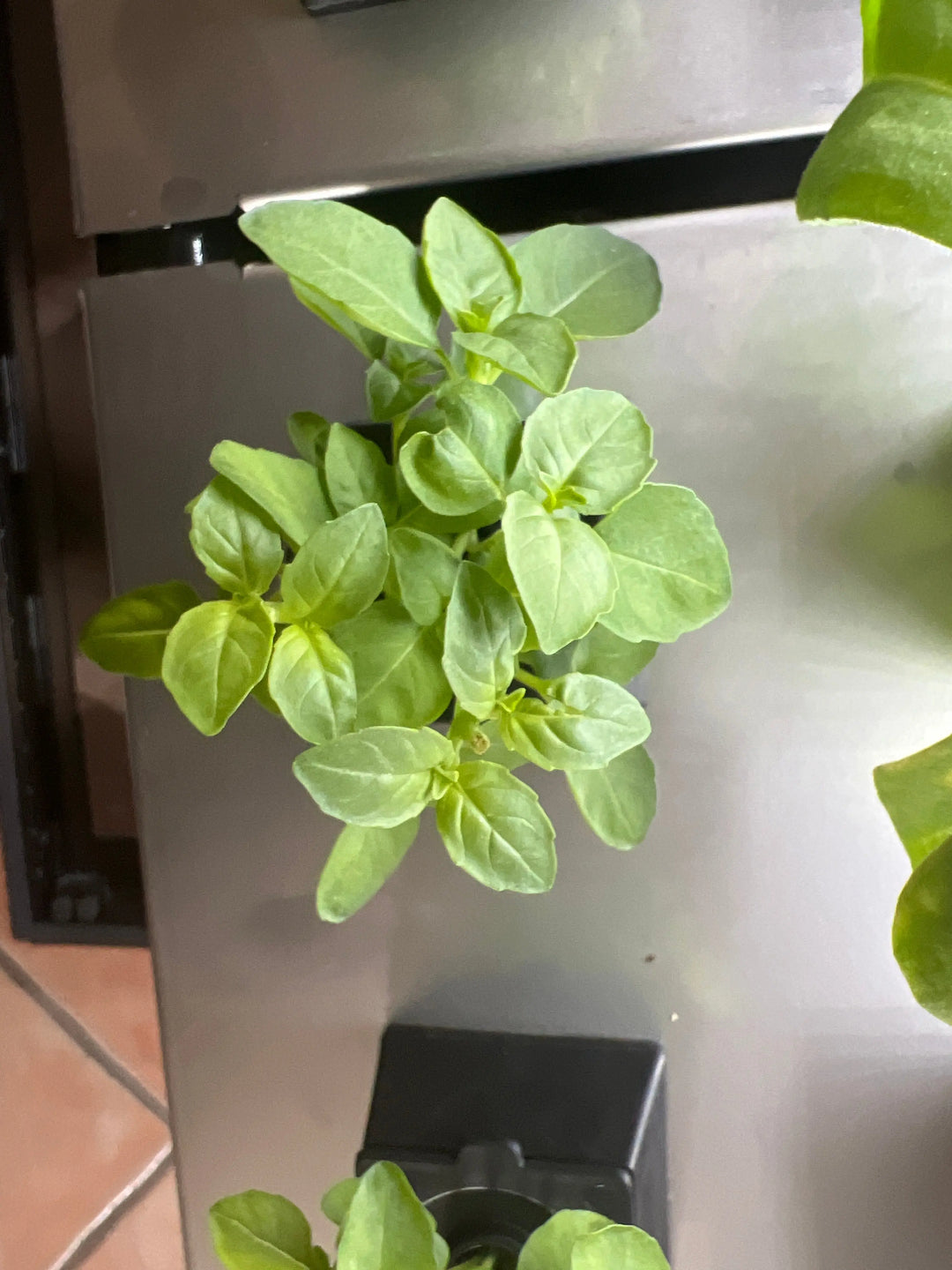 Sharing is caring! our greenery