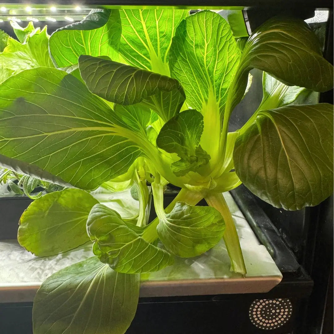 Inspire yourself! Entdecke, wachse, koche! our greenery