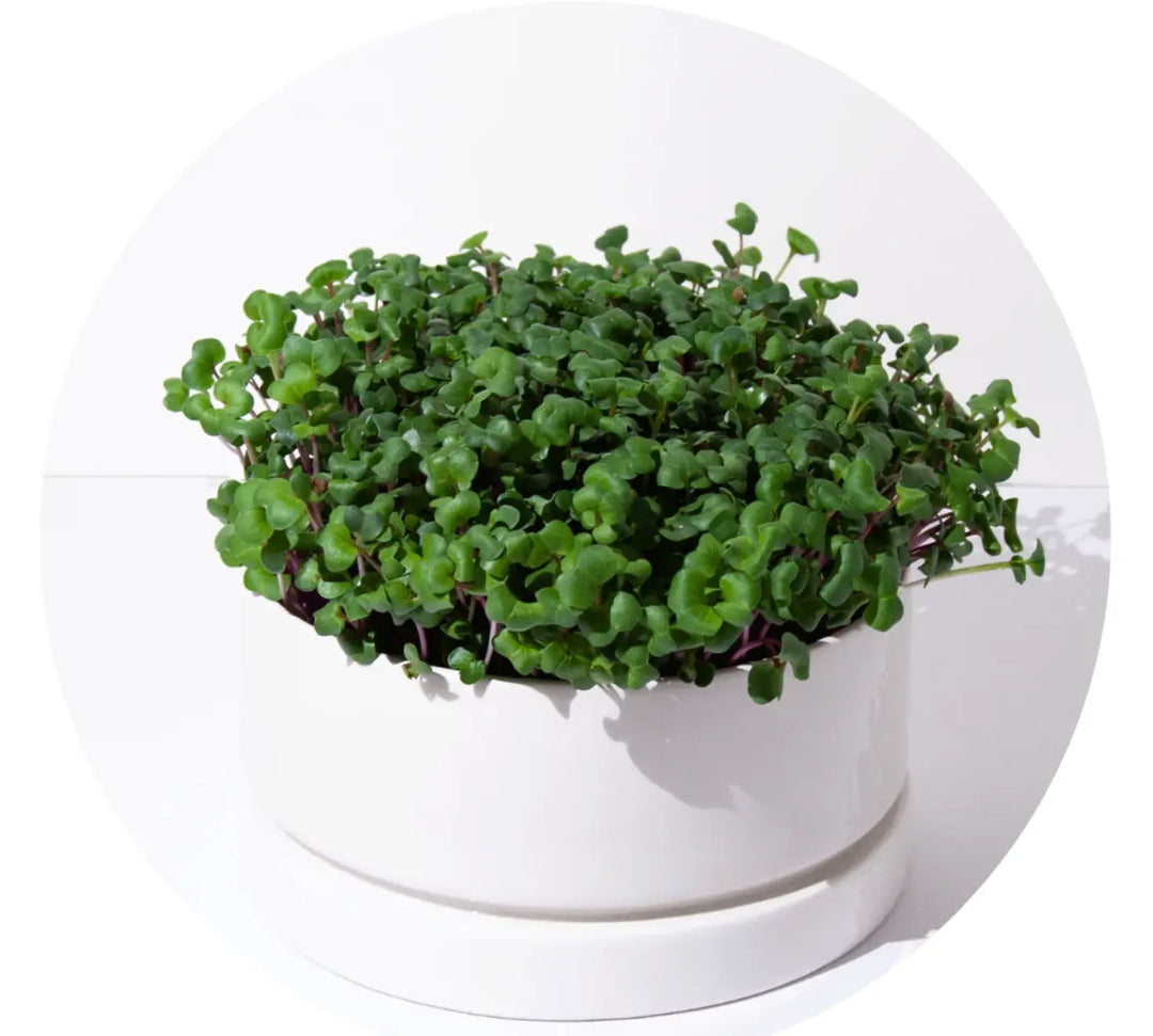 Scharfe, knackige Radieschen- Was macht sie so gesund? our greenery