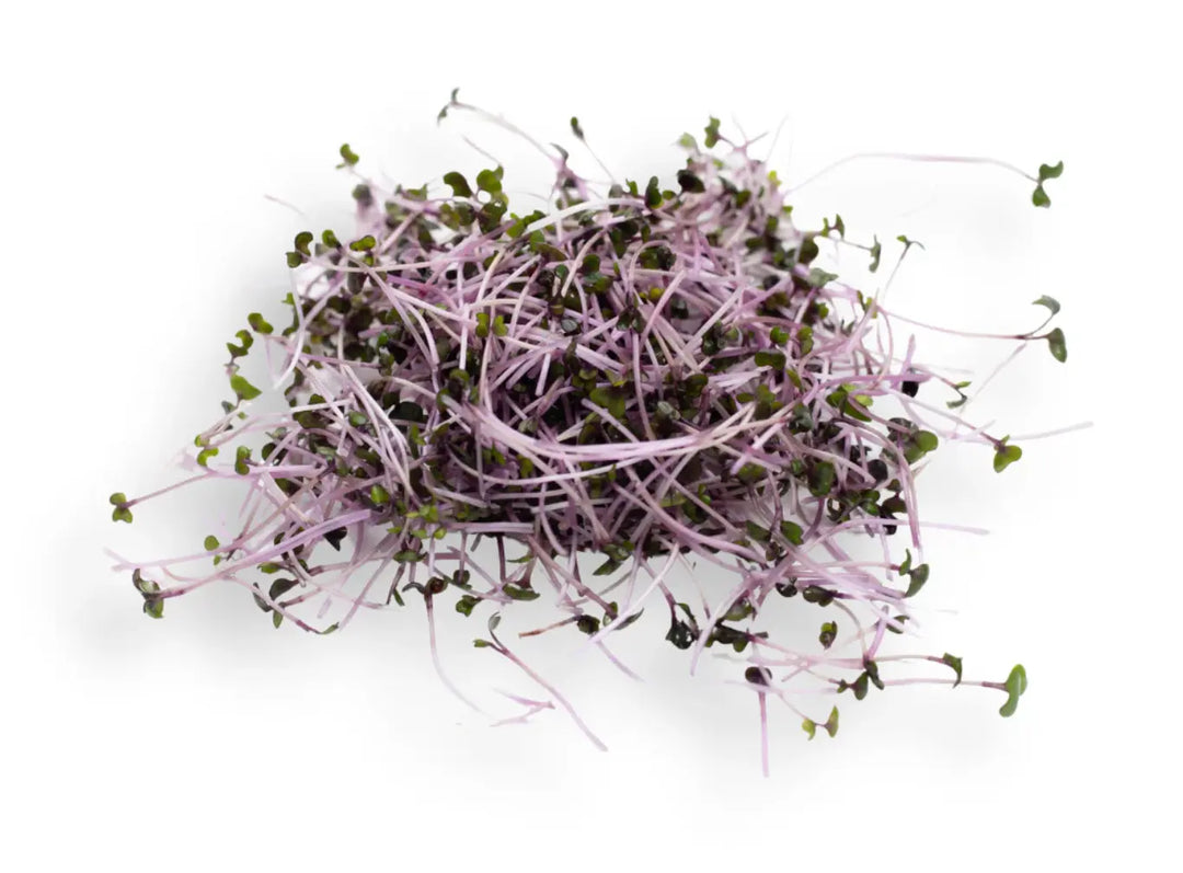 Entdecke die Superkraft von Rotkohl: Ein Nährstoffwunder im lila Gewand! our greenery