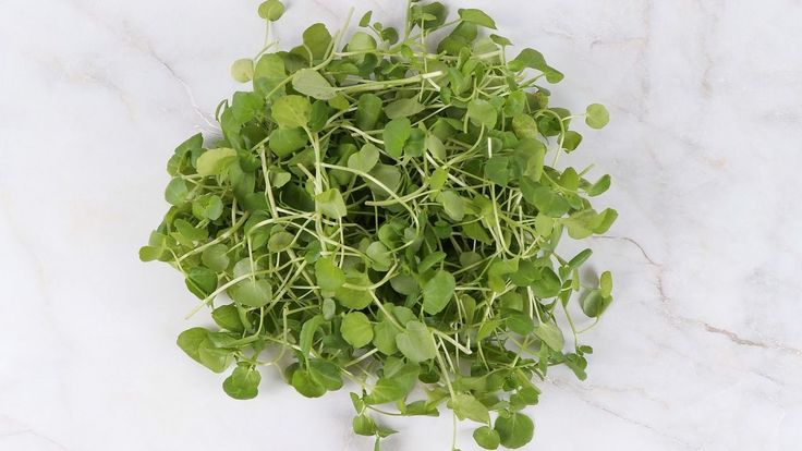 Frische Brunnenkresse und Gartenkresse im Vergleich, Our Greenery