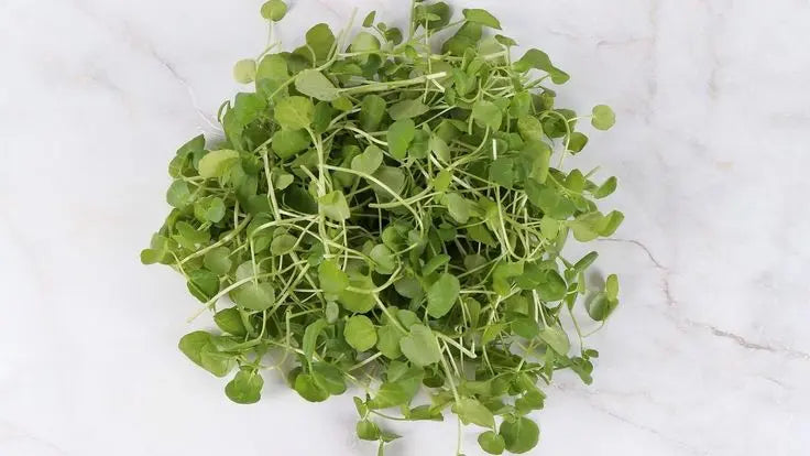Frische Brunnenkresse und Gartenkresse im Vergleich, Our Greenery