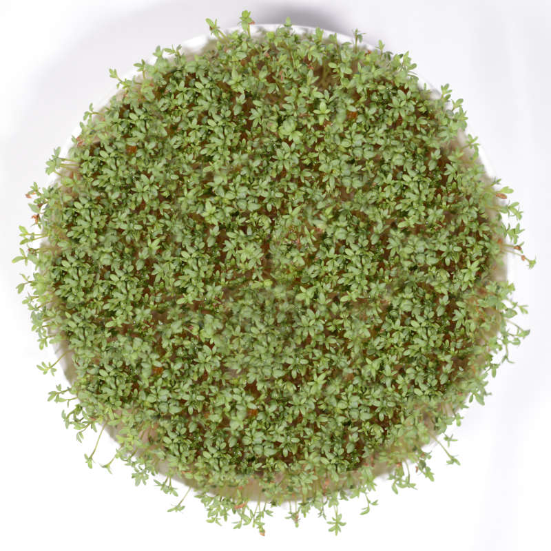 Was sind die gesundheitlichen Vorteile von Gartenkresse (Lepidium sativum) ?