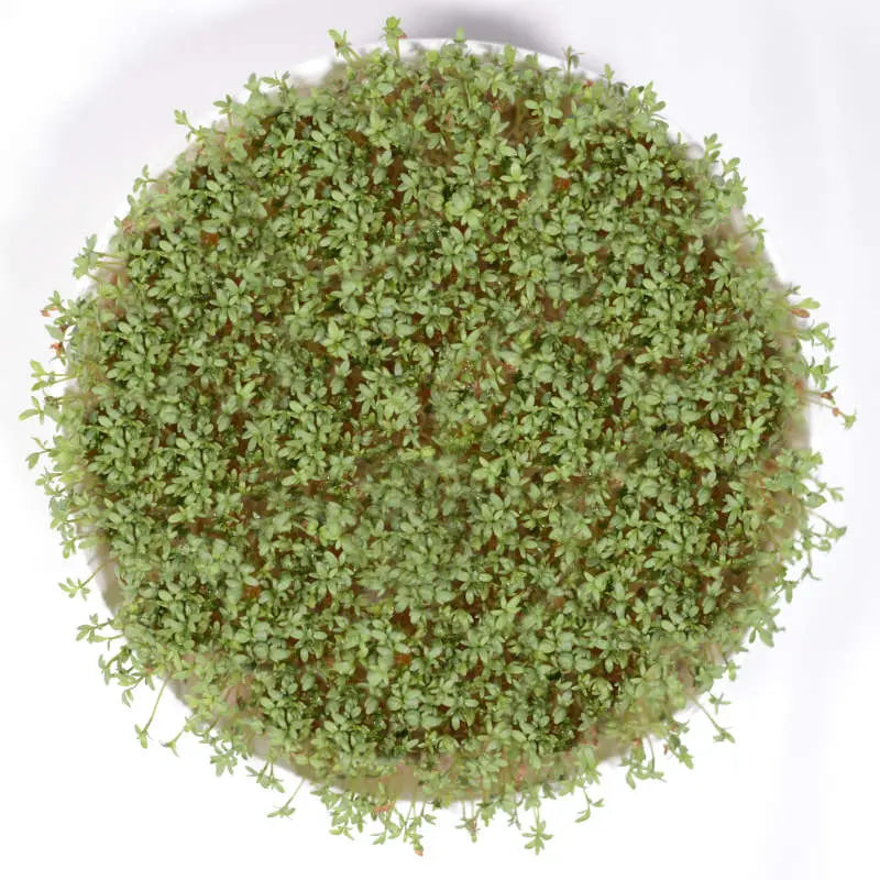 Frische Gartenkresse Microgreens auf der Fensterbank — Our Greenery Tischgarten
