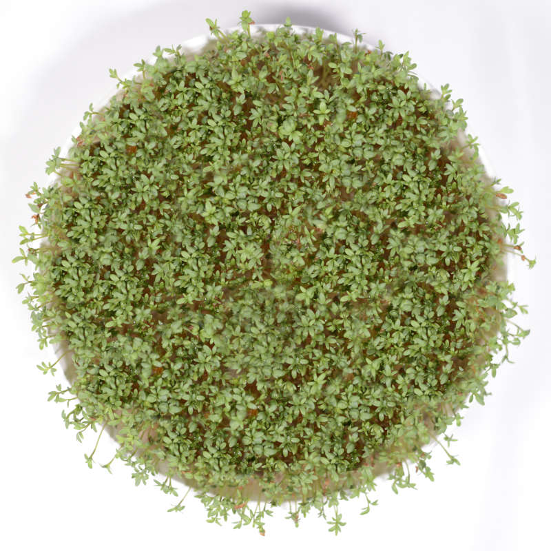 Frische Gartenkresse Microgreens auf der Fensterbank — Our Greenery Tischgarten