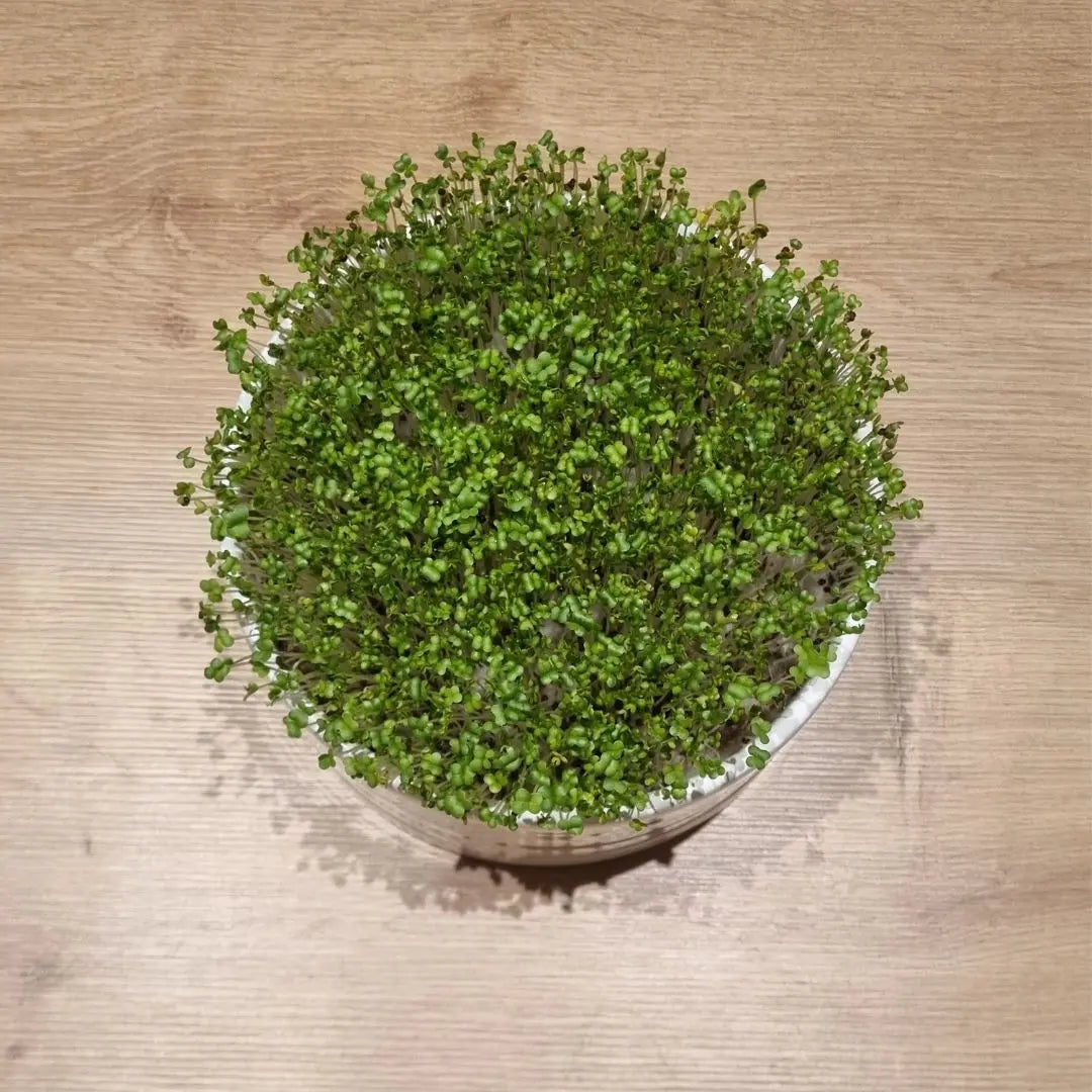 New Greens for you- Alfalfa, Kohlrabi und ... our greenery