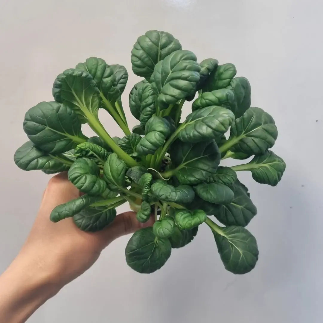 Tatsoi, Lakritztagetes und Mungbohnen im Test! 👀 our greenery
