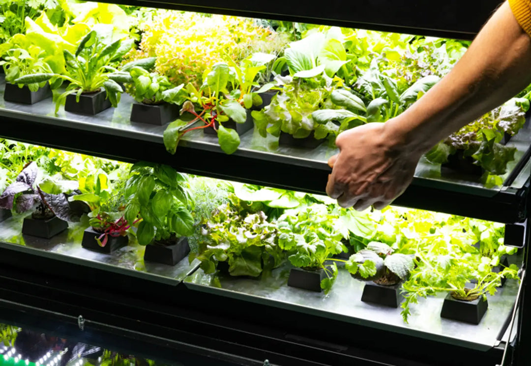 Raumgarten makes the difference- keine Pestizide mit uns! our greenery
