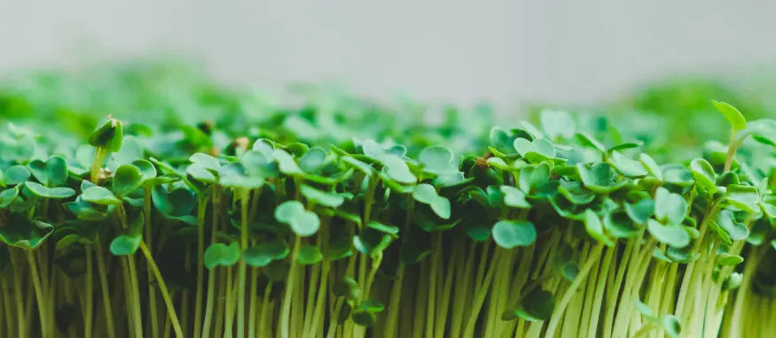 Rucola Microgreens ausgewachsen