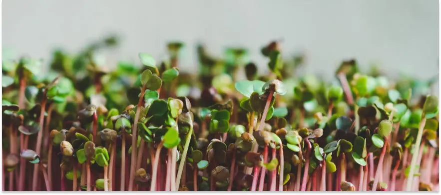 Radieschen Microgreens ausgewachsen