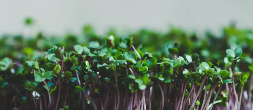 Rotkohl – Die Farb- und Nährstoffbombe zu Hause anbauen our greenery