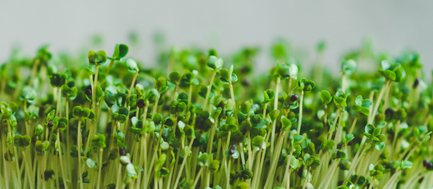 Brokkoli – Das Nährstoffbündel selbst anbauen