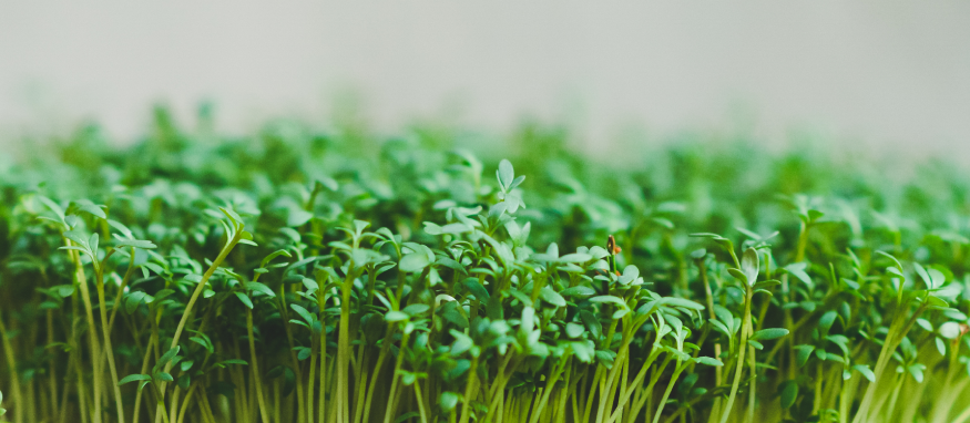 Gartenkresse Microgreens – Den Klassiker selbst anbauen