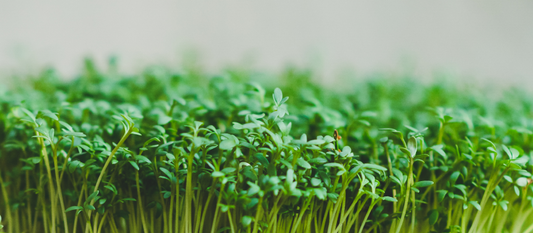 Gartenkresse Microgreens – Den Klassiker selbst anbauen