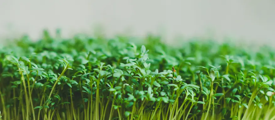 Gartenkresse Microgreens – Den Klassiker selbst anbauen our greenery