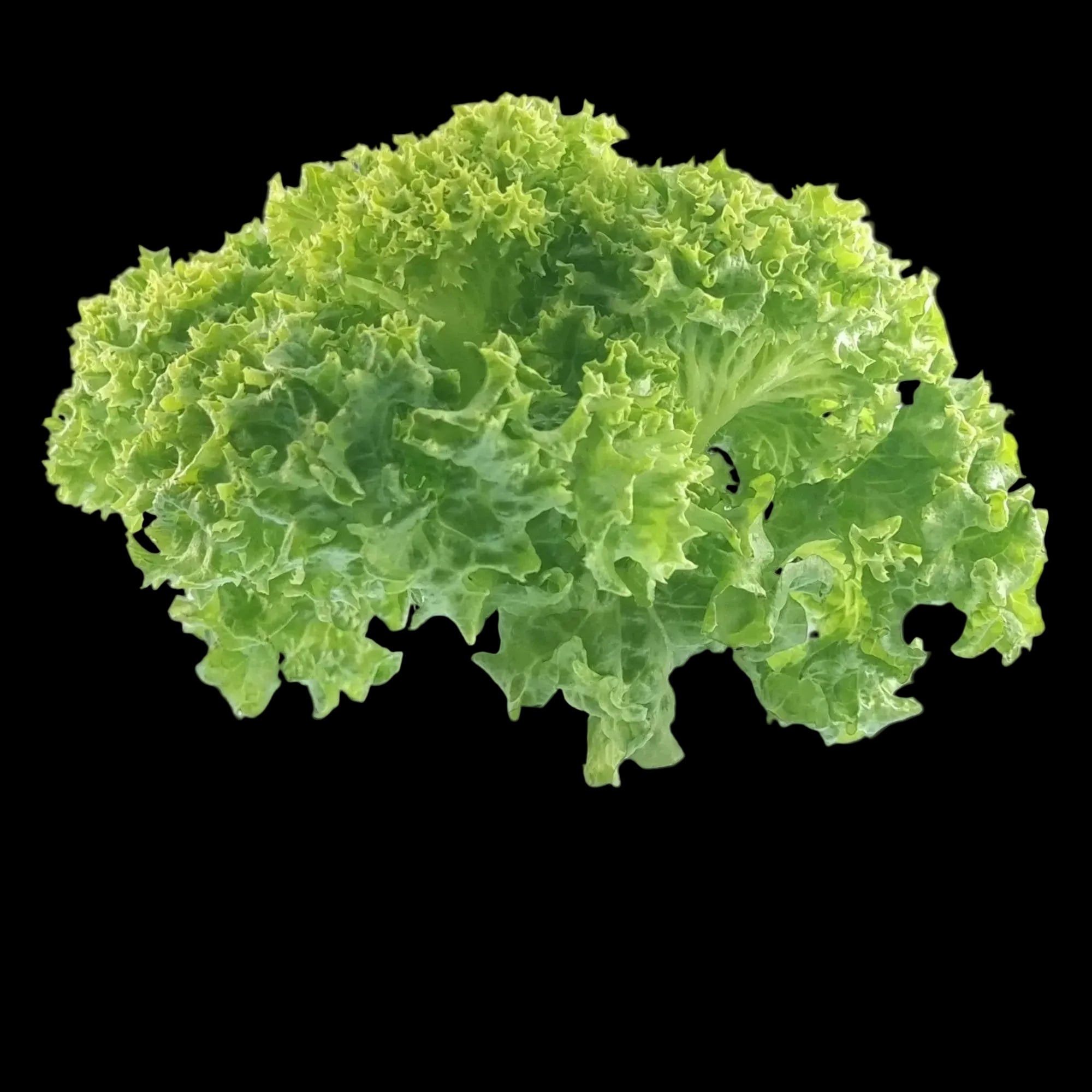 Salads & Lettuces