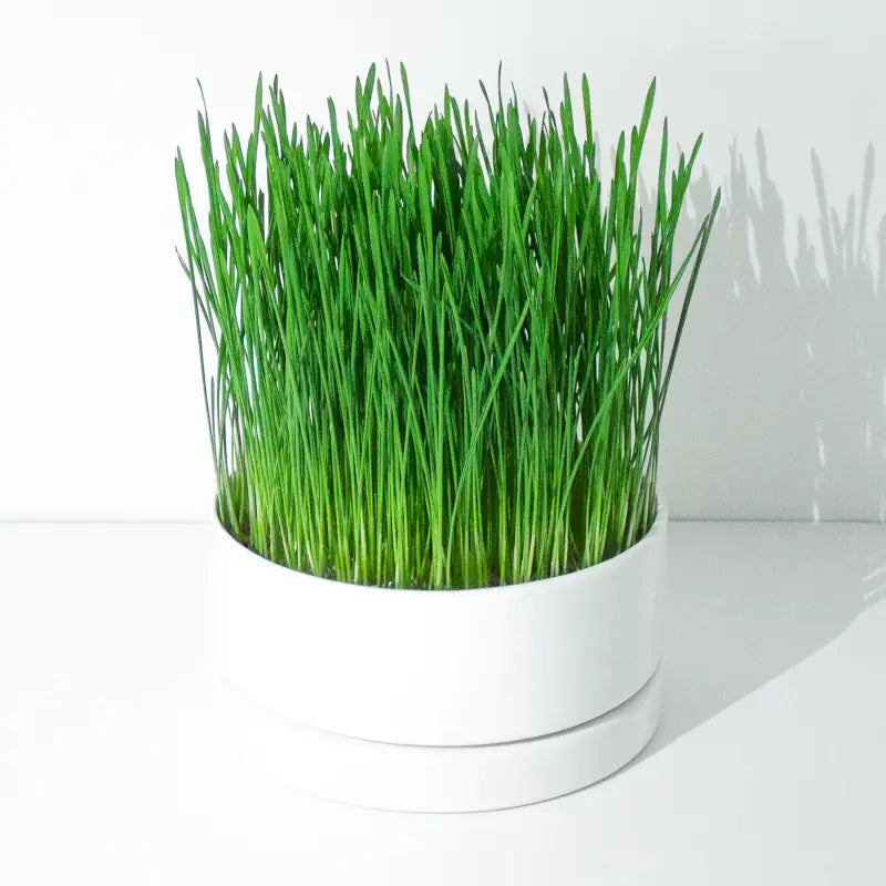 Tischgarten Microgreen Bio Samen und Anzuchtscheiben
