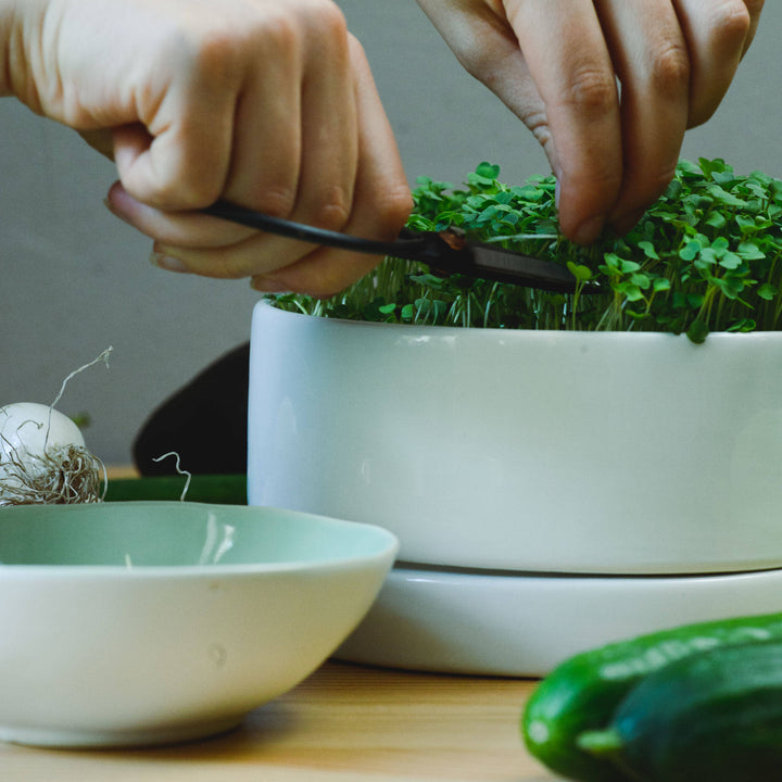 Microgreens werden mit der Hand abgeschnitten in einer Keramikschale