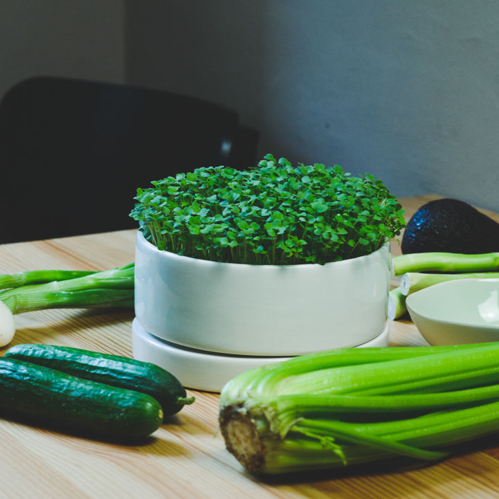 Schwarzkohl Microgreens in keramikschale auf Tisch mit Gemüse 