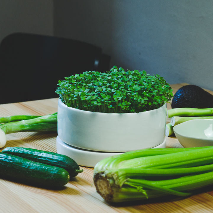 Schwarzkohl Microgreens in keramikschale auf Tisch mit Gemüse 