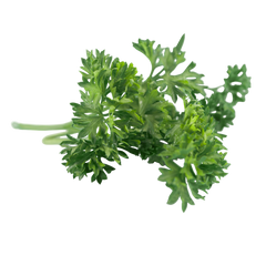 Plugs - Petersilie (glatt) - 12 Stk.