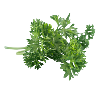 Plugs - parsley (smooth) - 12 pcs.