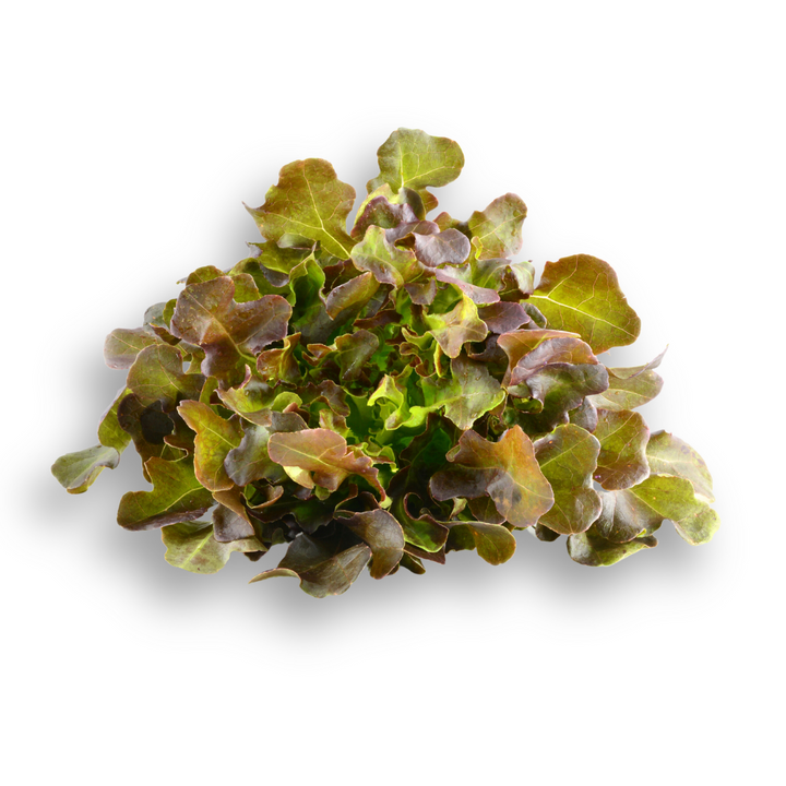 Plug 6'er Pure - Oak Leaf Salad