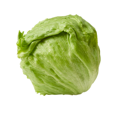 Plugs - Eisberg Salat - 12 Stk.