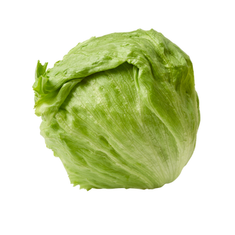 Plugs - Iceberg Lettuce - 12 pcs.