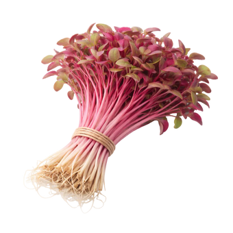 Microgreen Pads - Amaranth - Set 8 Stk.