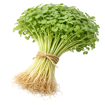 Microgreen Pads - Rucola - Set 8 Stk.