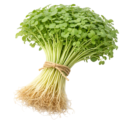 Microgreen Pads - Rucola - Set 8 Stk.
