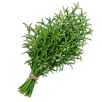Pflanze des Monats – August-Paket our greenery