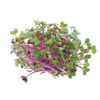 Microgreen Pads - Amaranth - Set 8 Stk.