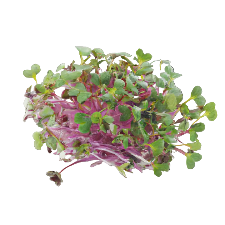 Microgreen Pads - Pure Set of 8 - Amaranth