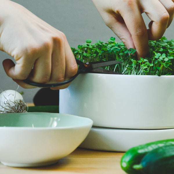 Tischgarten Keimschale Anzuchtset komplett - einfach gesunde Sprossen und Microgreens ziehen