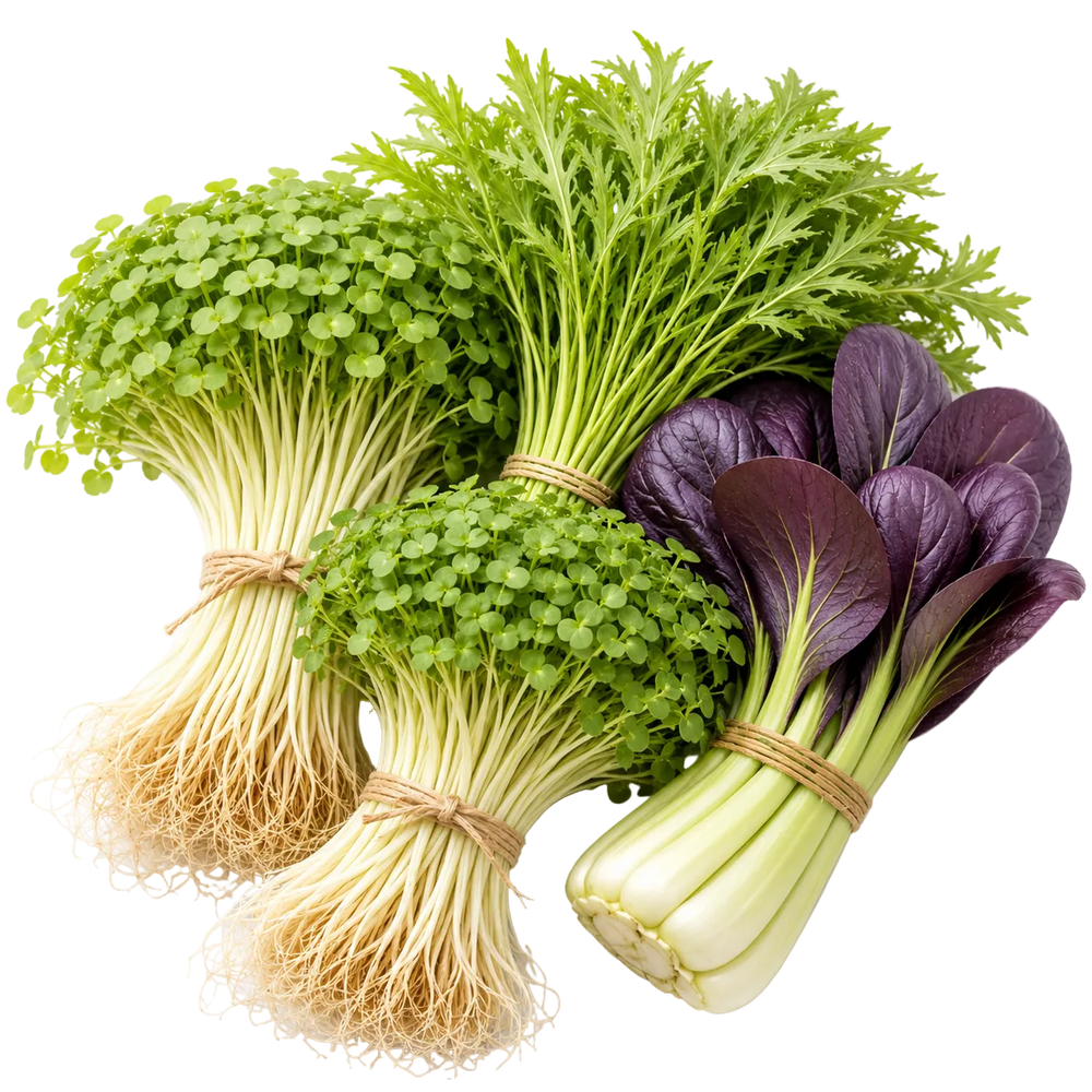Ein Bild der Pflanzen in unserem Bündel, jede in einer Blumenstraußanordnung: Daikon-Microgreens, Senf-Microgreens, Mizuna, und Lila Pak Choy