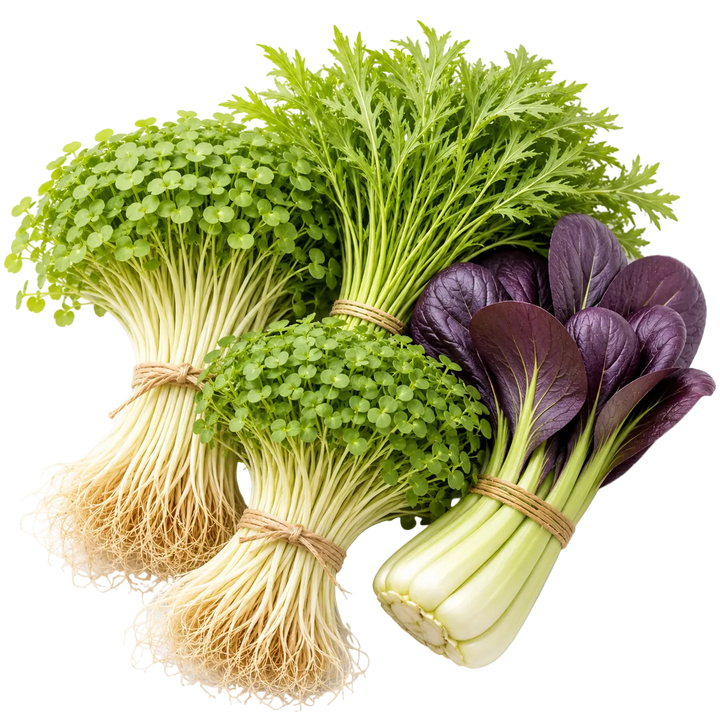 Ein Bild der Pflanzen in unserem Bündel, jede in einer Blumenstraußanordnung: Daikon-Microgreens, Senf-Microgreens, Mizuna, und Lila Pak Choy