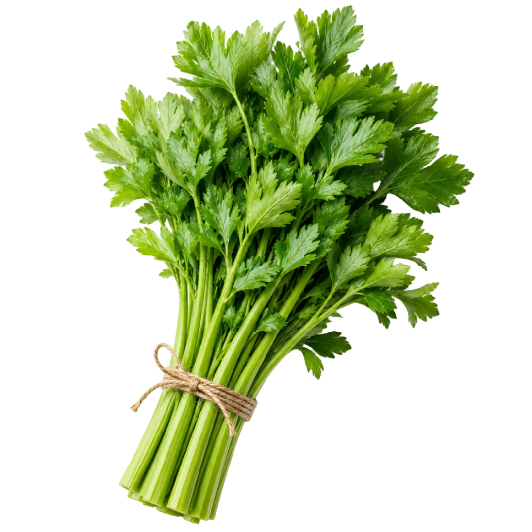Pflanze des Monats – Juli-Paket our greenery