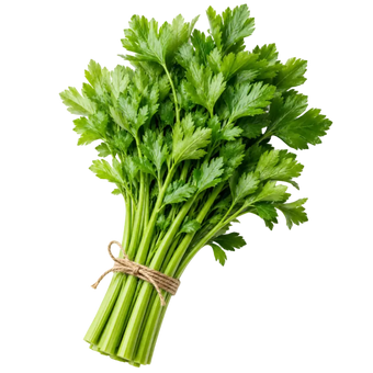Pflanze des Monats – Juli-Paket our greenery