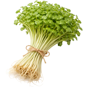 Microgreen Pads - Brokkoli - Set 8 Stk.