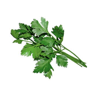 Plugs - Blattkoriander - 12 Stk.